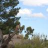 Meerkat Watch-Tower