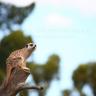 Meerkat Lookout
