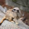 Meerkat Under Tension