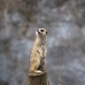 Meerkat Security Guard