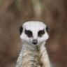 Meerkat Portrait