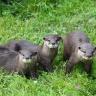 Otter Trio