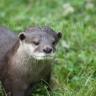 Otter