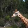 Rosthchild's Giraffe