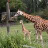 Rosthchild's Giraffe with Calf