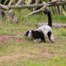 Black & White Ruffled Lemur - Ready to Run