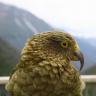 Portrait of a Kea