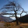 Lonely Tree