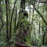 Mossy Stump