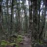Forest Track