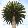 Palm Tree