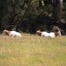 Scimitar-horned Oryx