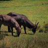 Eastern Water Buck Pair