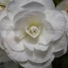 White Flower