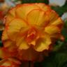 Orange Flower