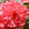 Pink Flower
