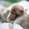Juvenile Snow Monkey