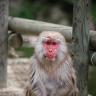 Snow Monkey