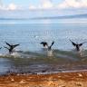 Shags Taking Off