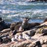 Seal Sitting Up