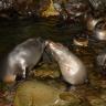 Seal (ed) with a Kiss