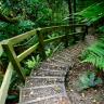 Steps in the Jungle