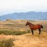 Upper Rangitata & Mt Sunday