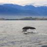 Whales' Tail I