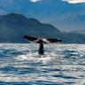 Whales' Tail II
